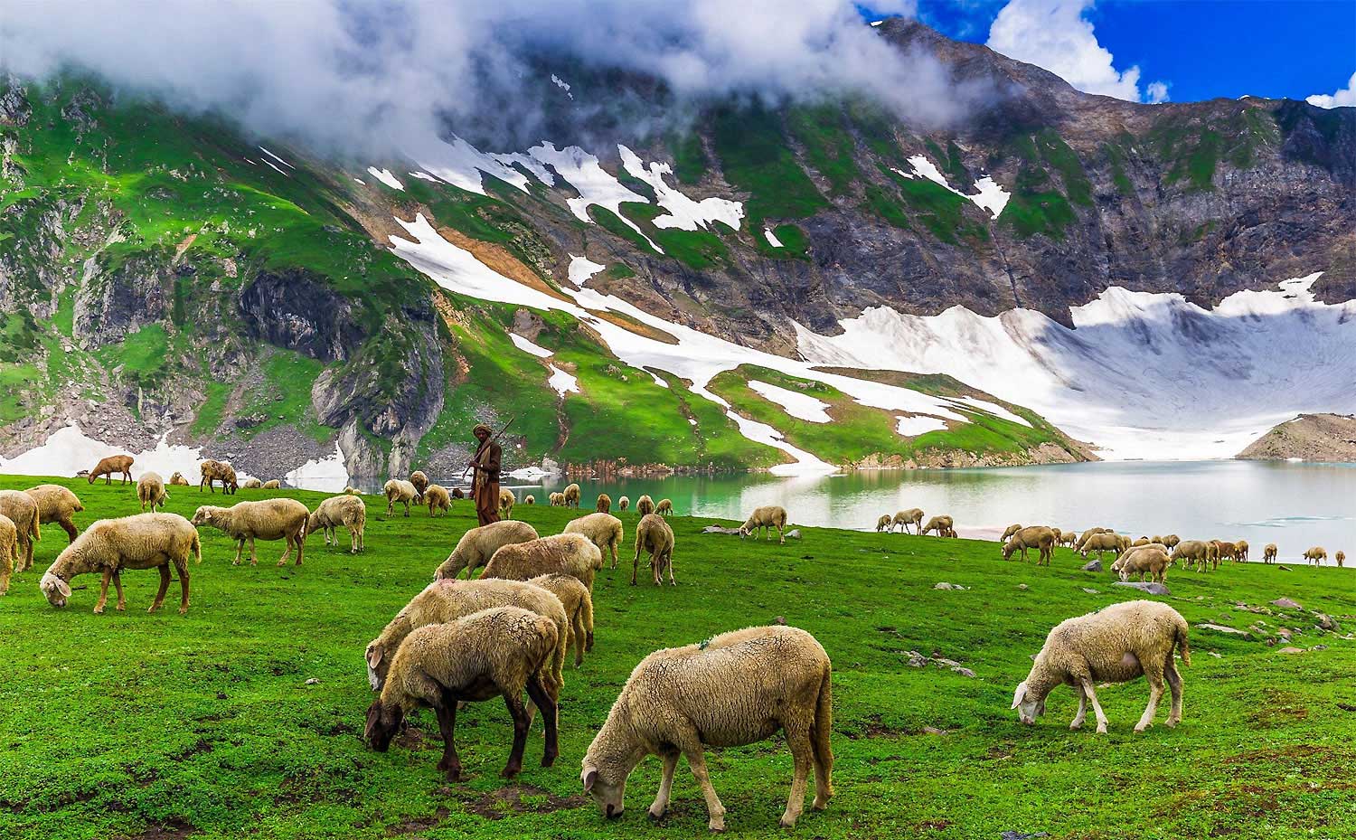 Moutons de l' Himalaya